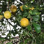 Incatevole Sul Mare Apartman *