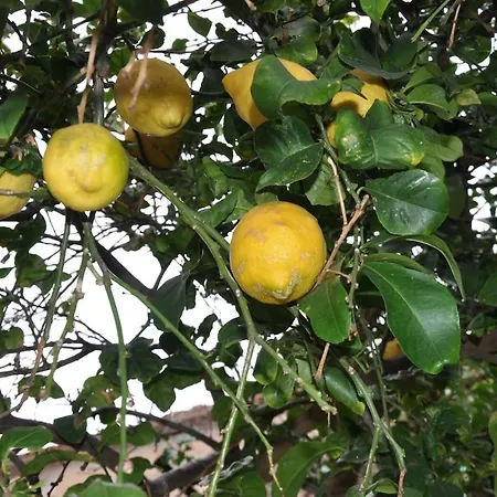 Incatevole Sul Mare Apartment *