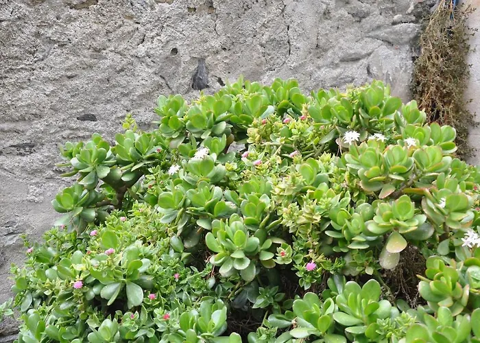 Incatevole Sul Mare *